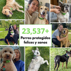 Cani protetti felici