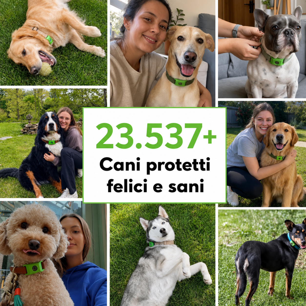 23.537+ cani protetti felici e sani