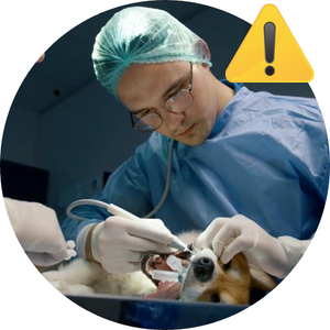 Il conto salato del veterinario