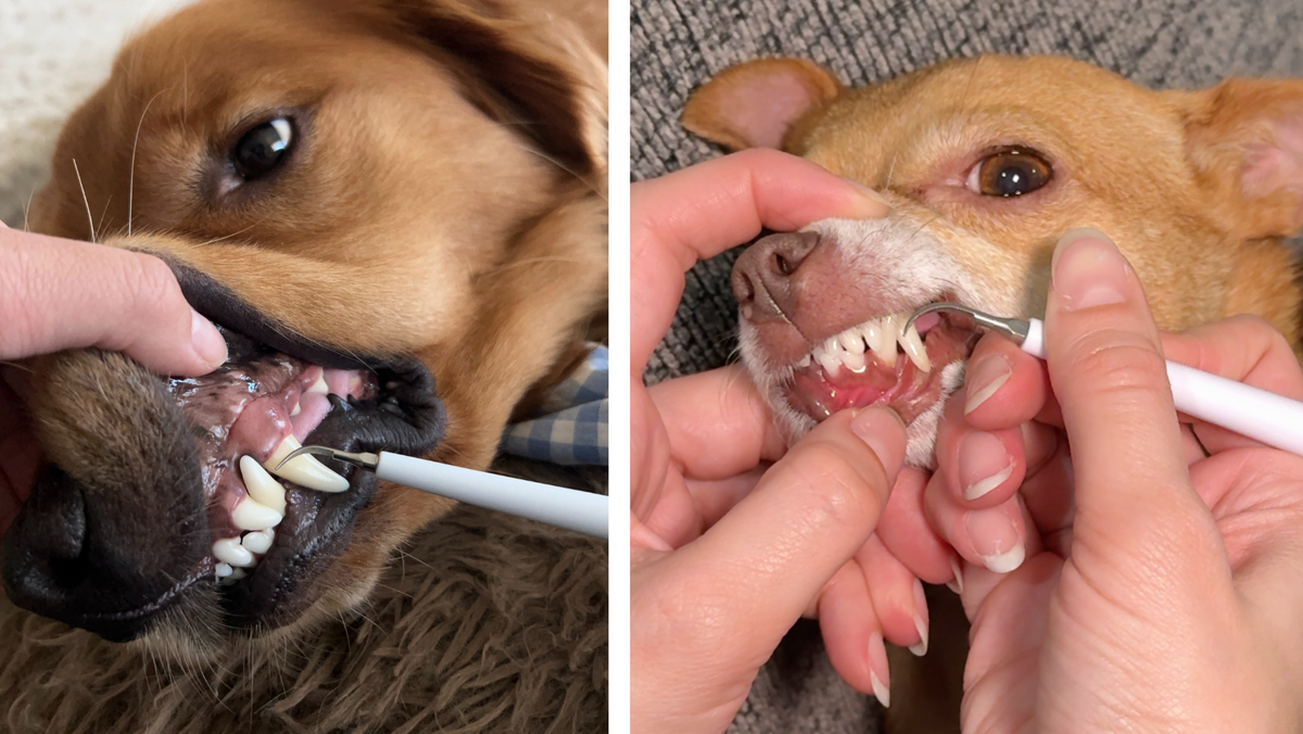 Elimina il tartaro in cani di tutte le razze e taglie