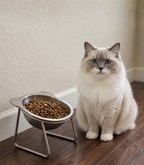 Gatto seduto accanto alla sua ciotola ortopedica Comodea