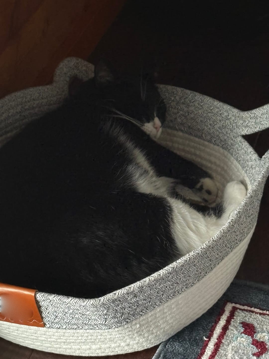 Questi pelosetti adorano la nostra cesta