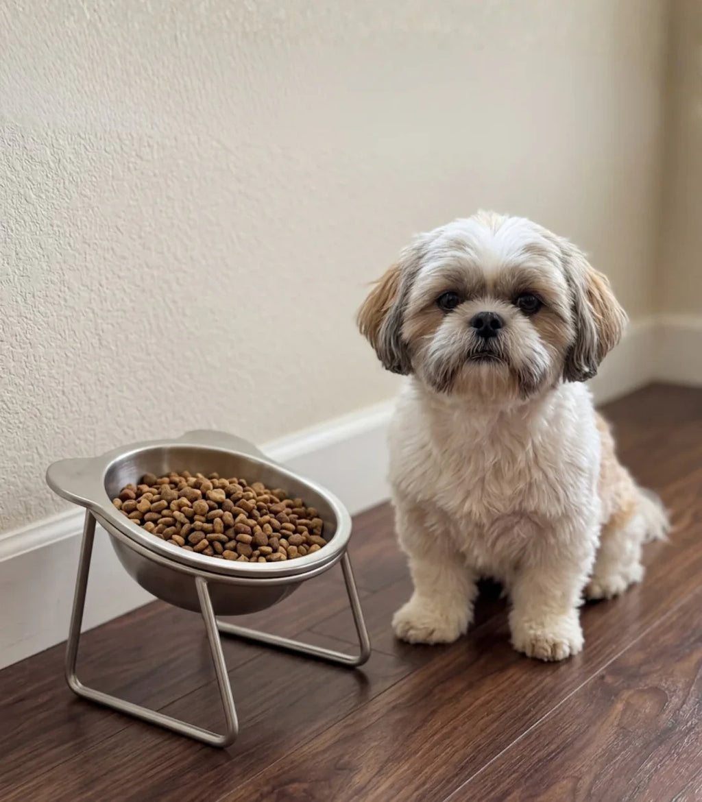 Shih tzu accanto alla sua PappaSana
