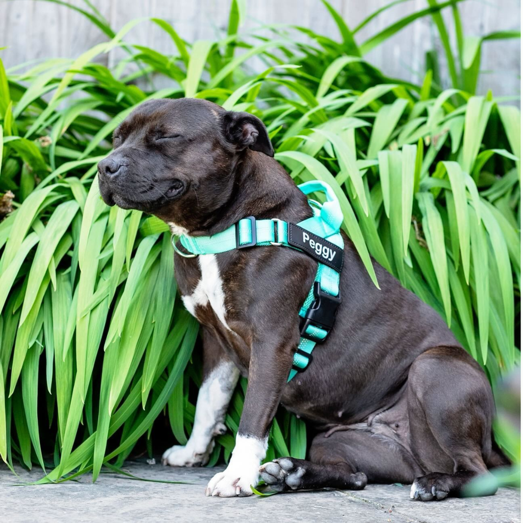 Pettorina Antitiro per Cani