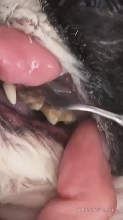 Comodea Dental in azione