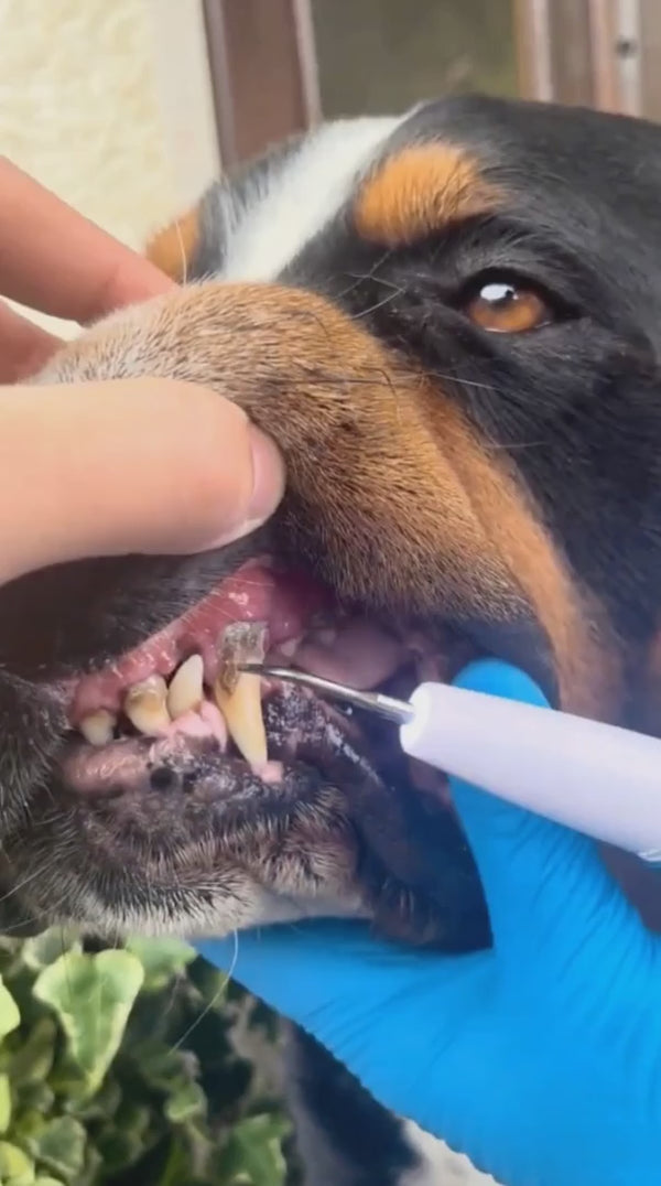 Comodea Dental in azione