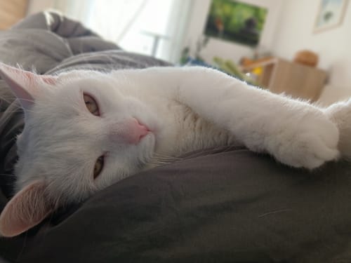Foto della recensione di Raymond